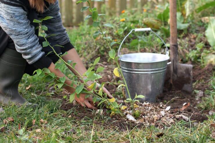 Blueberry bush