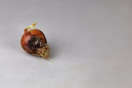 Bulb Rot in Onion Plants: How to Identify, Treat, and Prevent Different Types of Bulb Rot