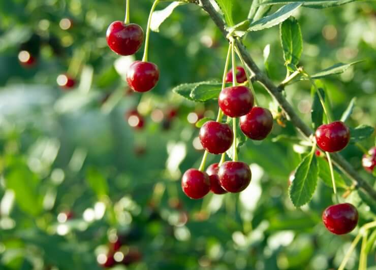 Cherries on branch