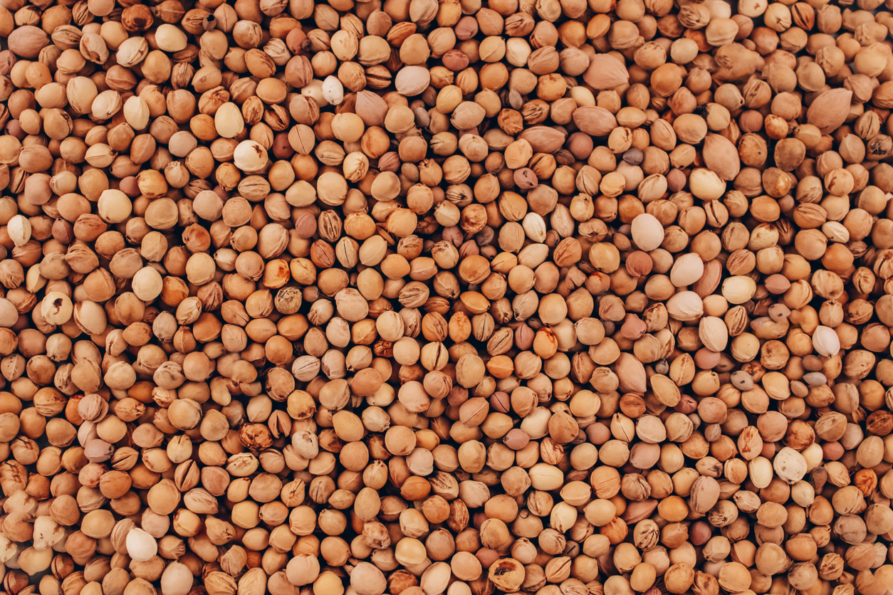 Growing Cherry Trees from Seeds (Pits), Bare Root Plants, or Potted