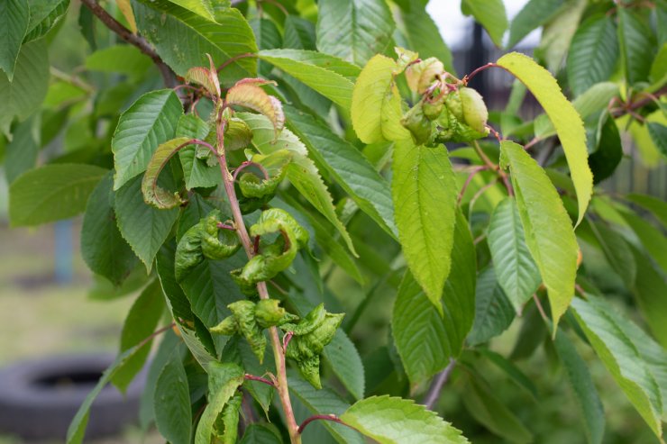 Cherry tree afflicted with fungal infection
