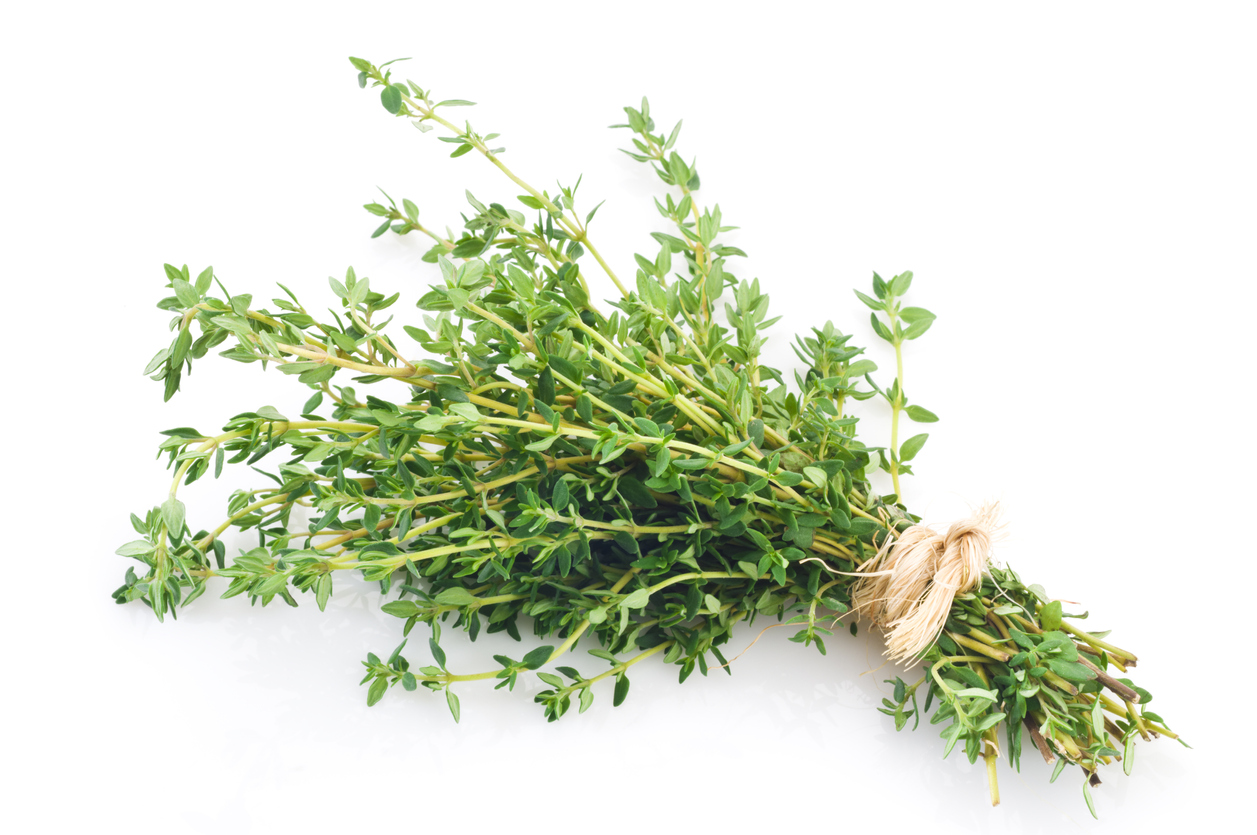 English Thyme (Culinary) Food Gardening Network