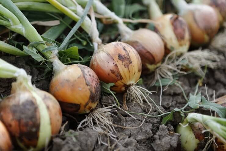 Freshly Harvested Onions