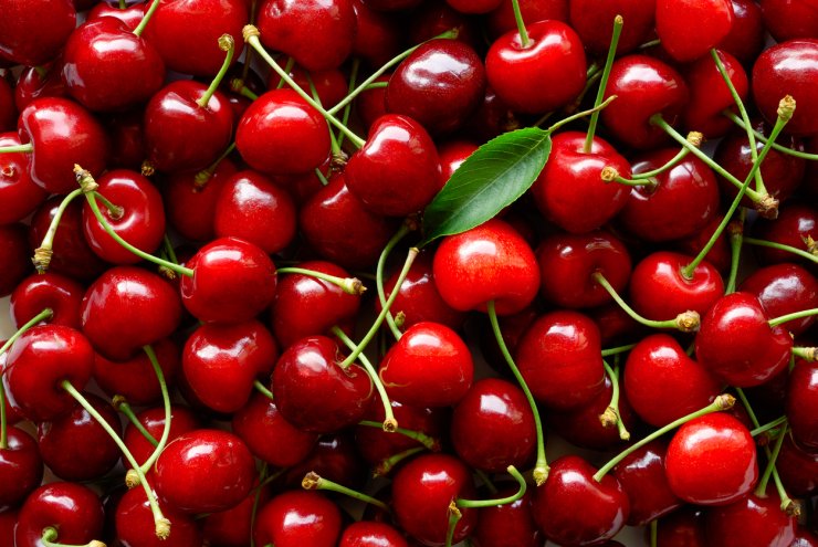 Freshly picked cherries