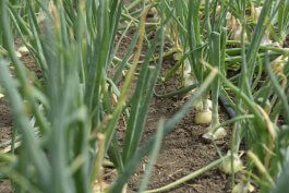 Growing Onions in Open Land, in Raised Beds, or in Containers