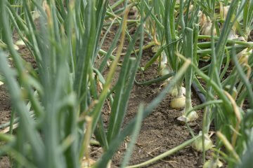 Growing onions in open land