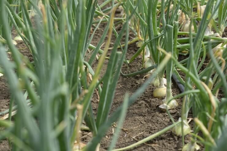 Growing onions in open land