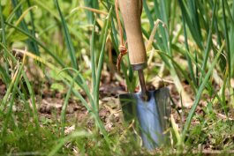 Essential Tools and Equipment for Growing and Enjoying Onions