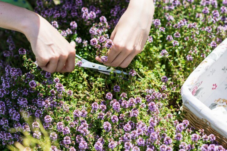 Harvesting thyme with garden snips
