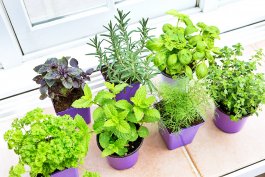 An Intro to Growing Herbs and Vegetables Indoors