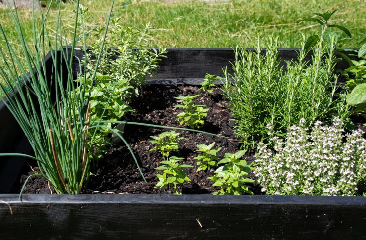 Thyme and other herbs growing in a raised bed
