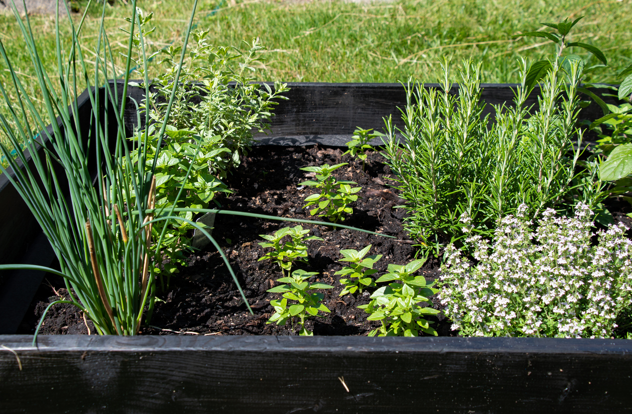 Growing Thyme in Open Land, in Raised Beds, or in Containers Food