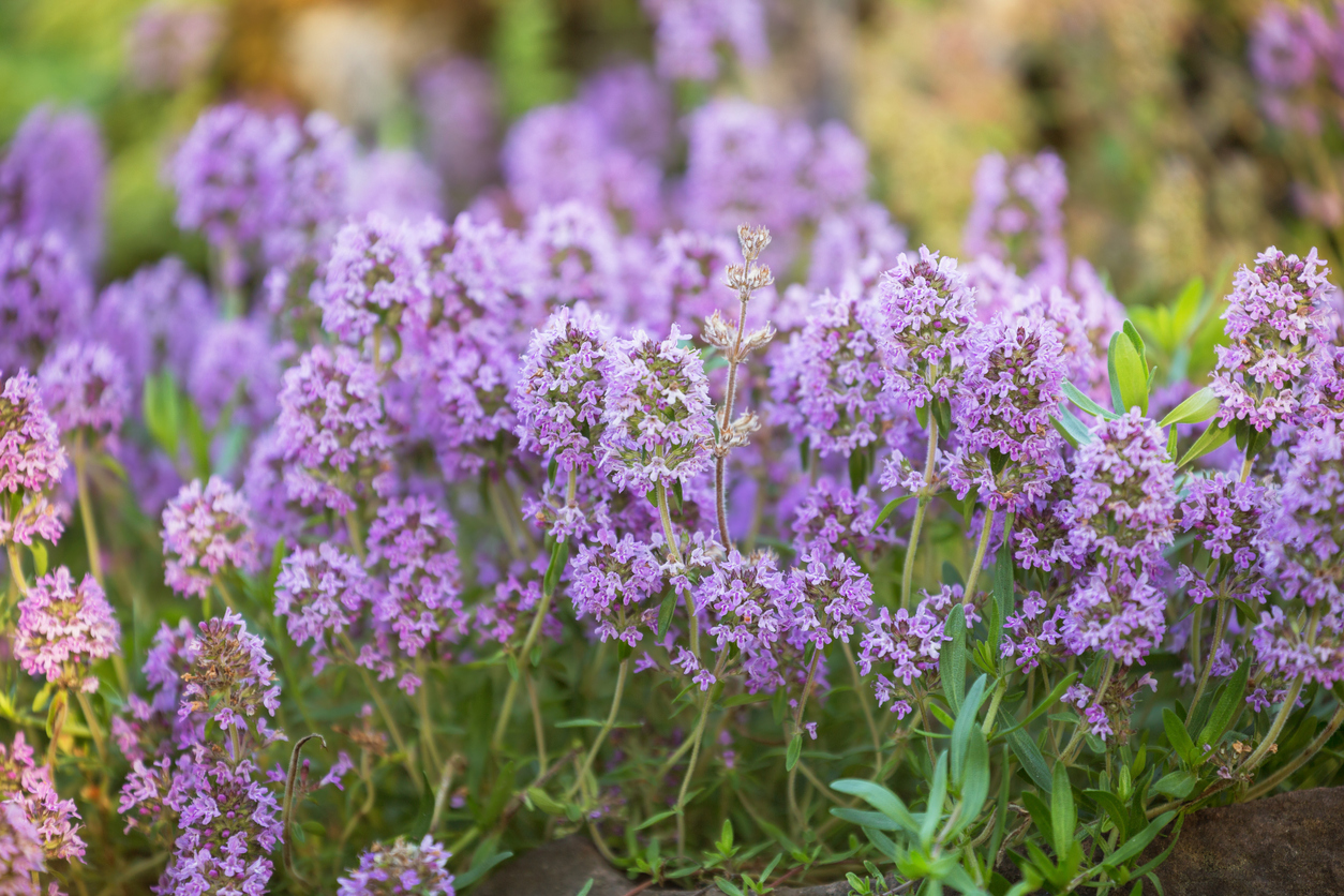 Lavender Thyme (Culinary & Ornamental) - Food Gardening Network