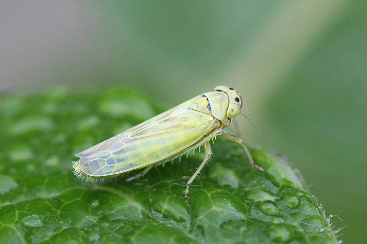 Leafhoppers are dangerous to cherry trees.