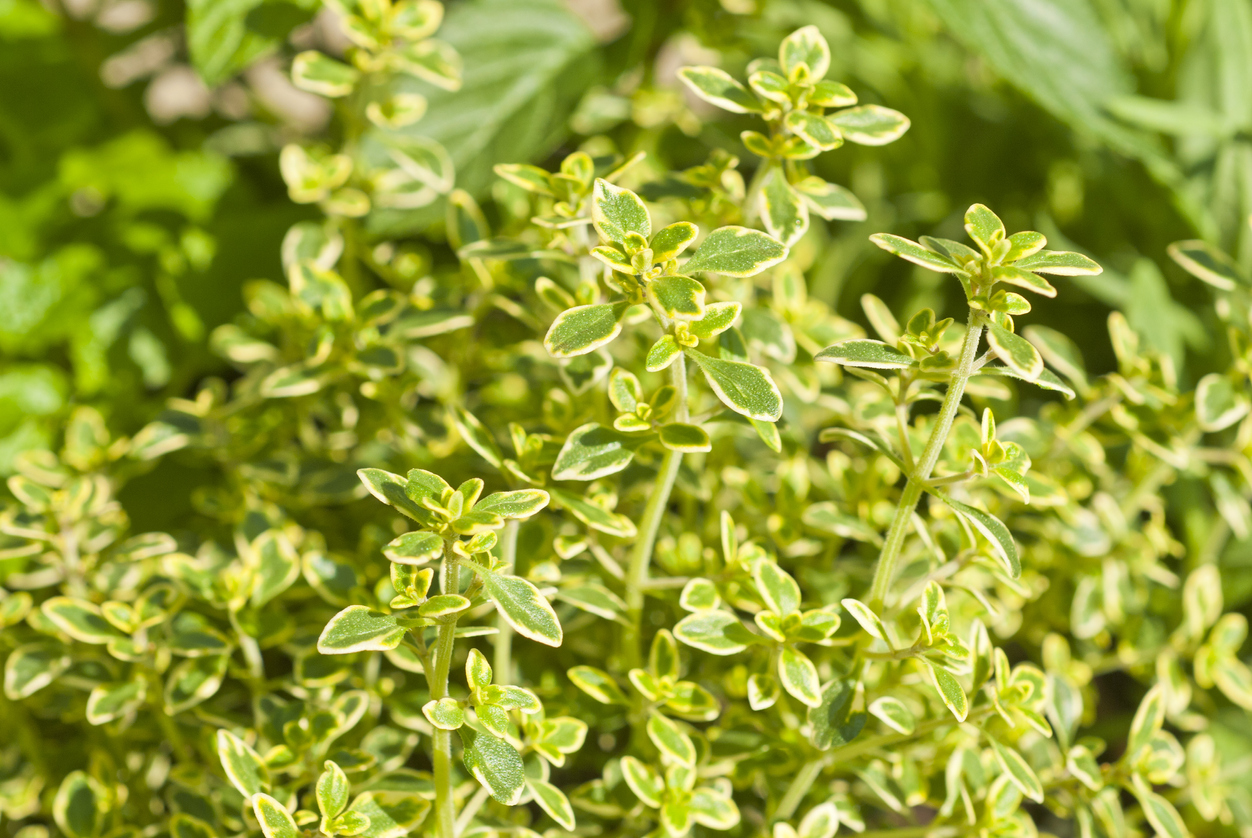 lemon thyme vs thyme