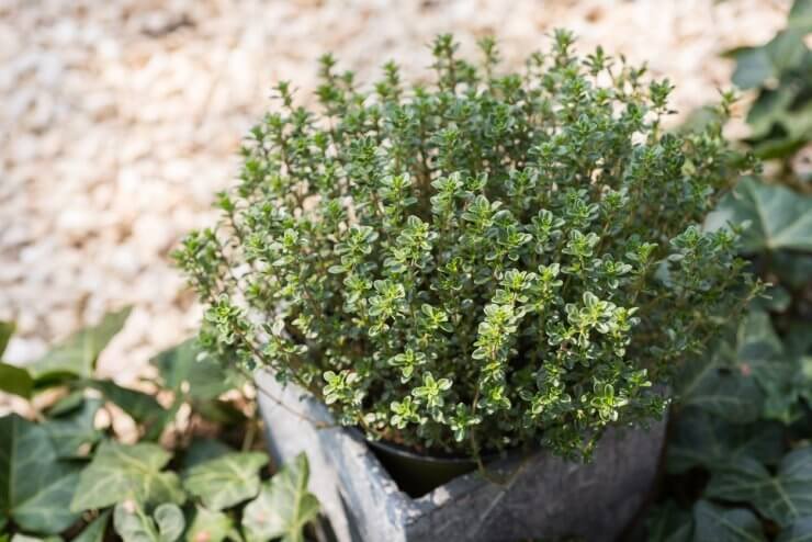 Lemon Thyme