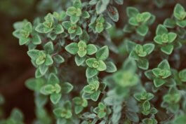 Types of Thyme Plants