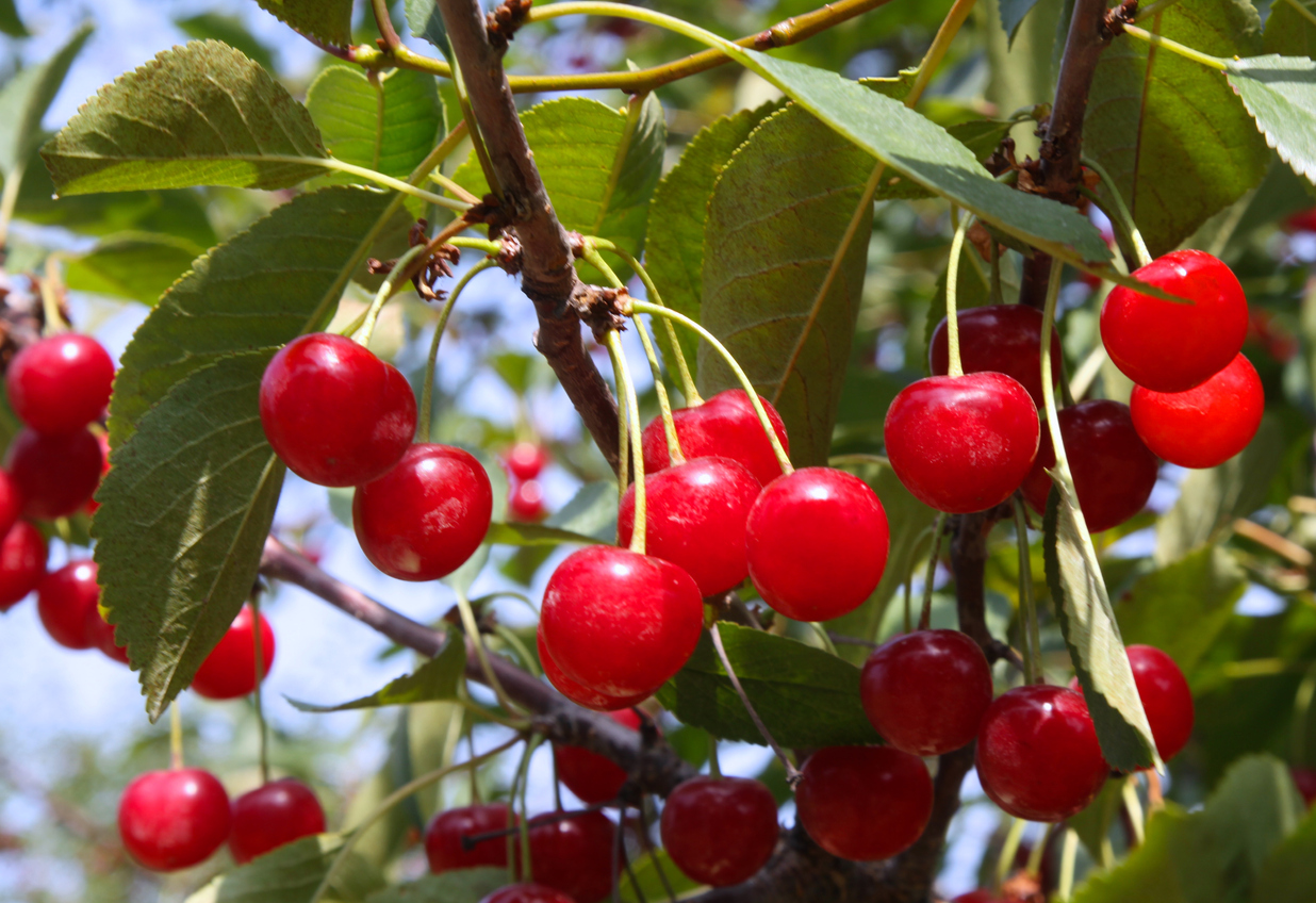 Montmorency Cherries Food Gardening Network