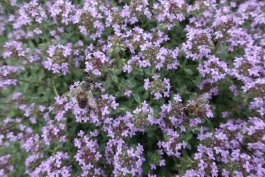 A Word About Varieties of Thyme Plants