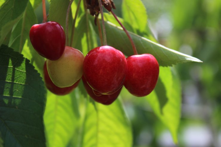 Nutritious cherries