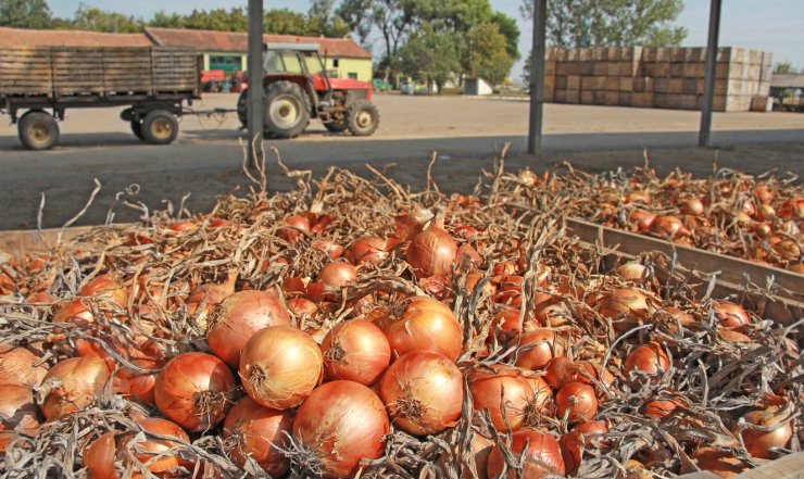 Are You Storing Onions the Wrong Way? Learn How to Store Every Variety -  Food Gardening Network