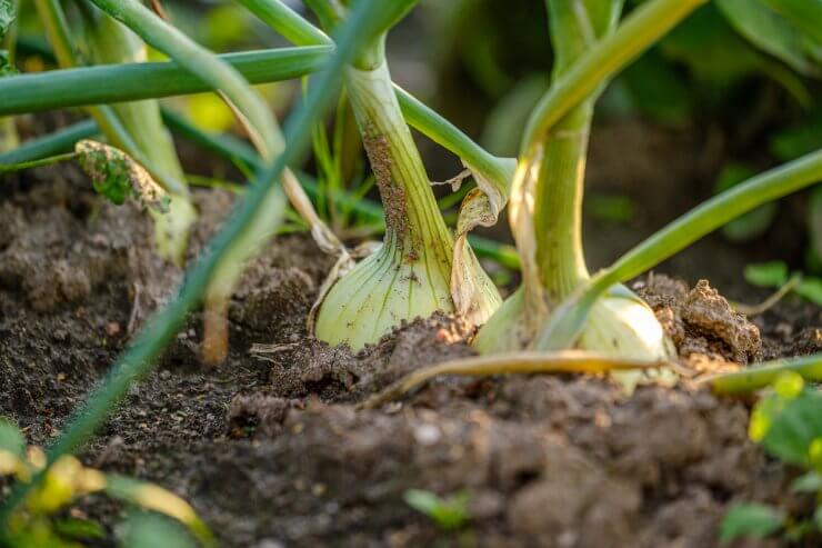 Onion plant