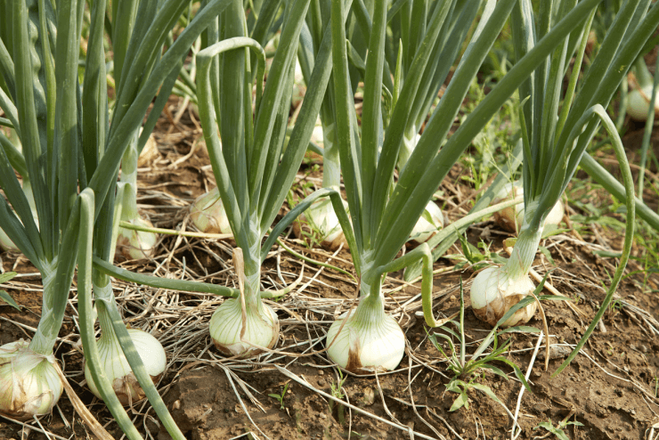 Onion plantation