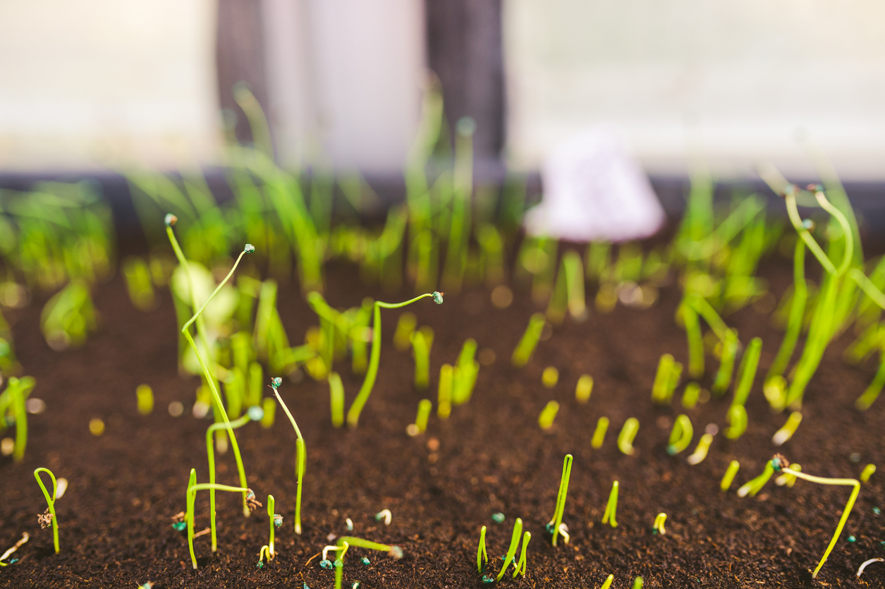 Choosing to Grow Onions from Seeds, Transplants, or Sets Food