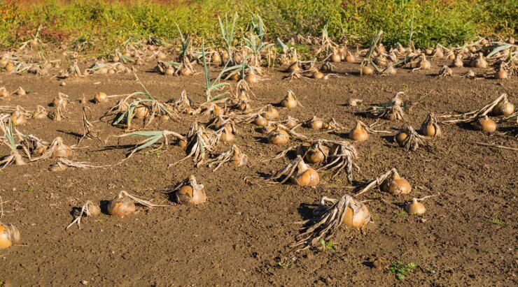 Onions in a wet field