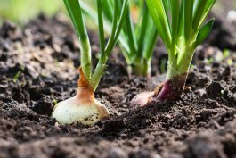 The Right Sunlight for Your Onion Plants