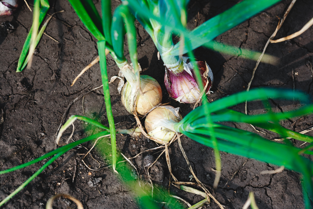 Nutrition Facts about Onions Food Gardening Network