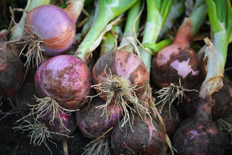 Onions on Stalk