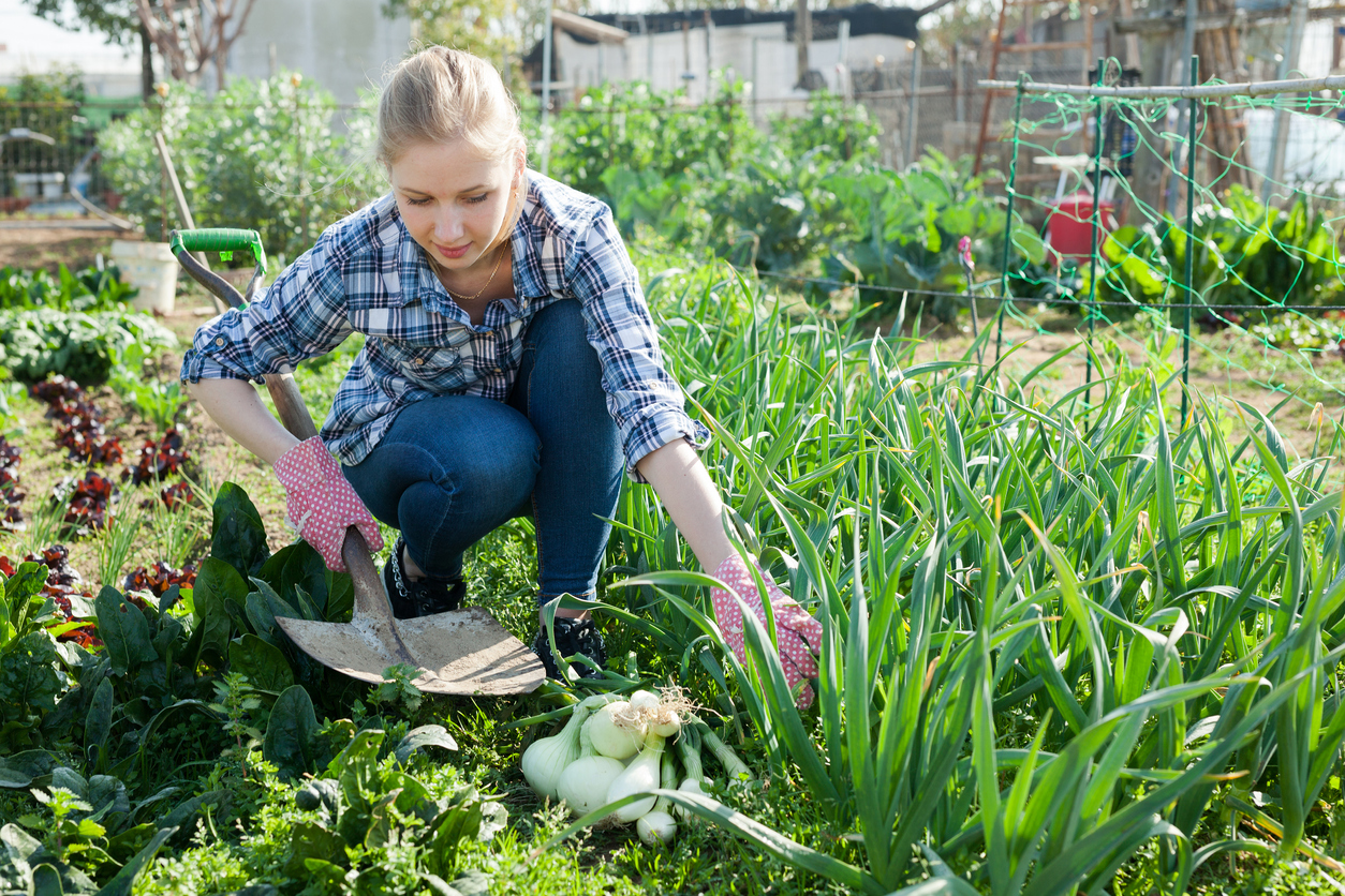 Companion Planting with Your Onion Crop: What to Plant Nearby—and What ...