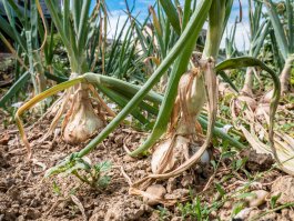 Onion Harvesting, Curing, and Storage Tips