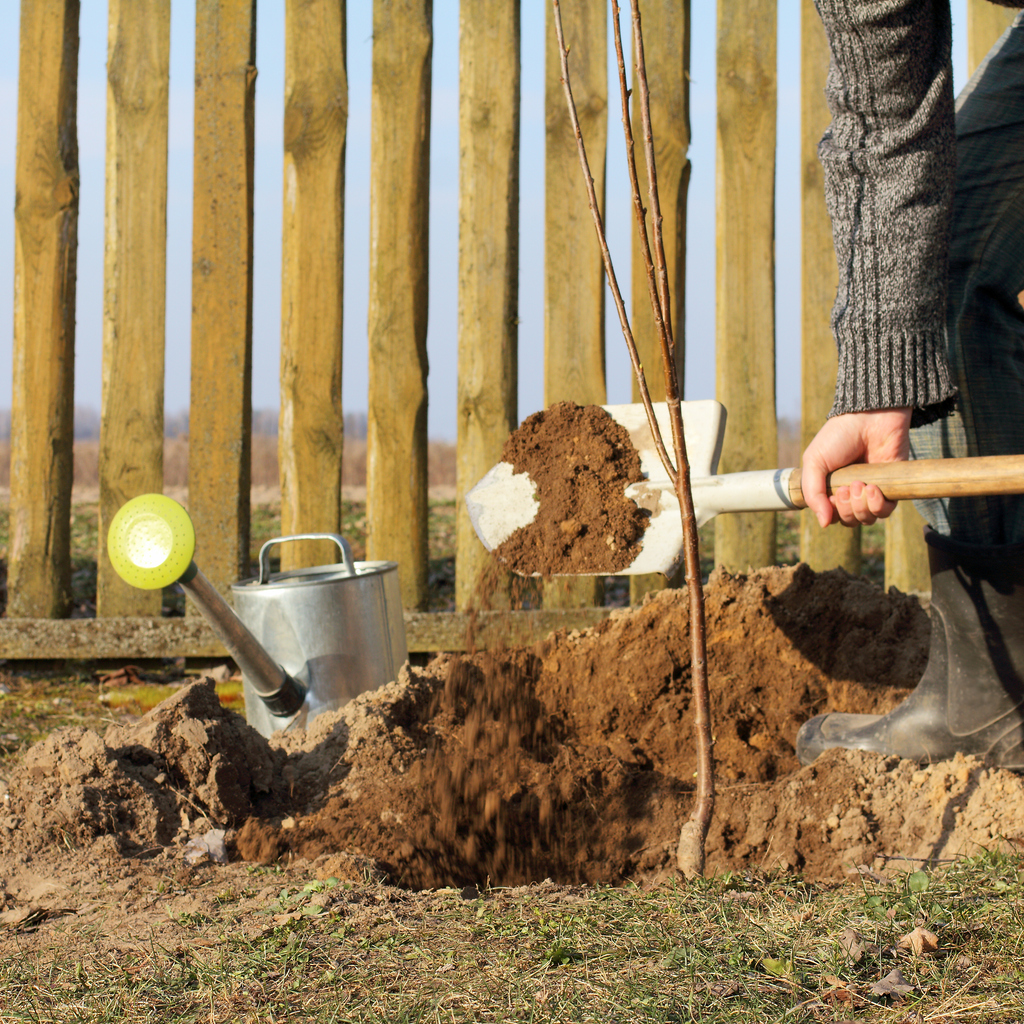 Sun and Soil Requirements for Growing Cherry Trees Food Gardening Network