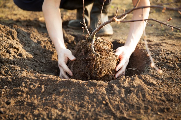Planting a bare root cherry tree