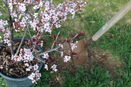Growing Cherry Trees from Seeds (Pits), Bare Root Plants, or Potted Saplings