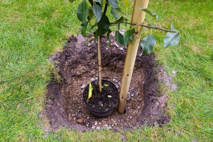 Planting young tree