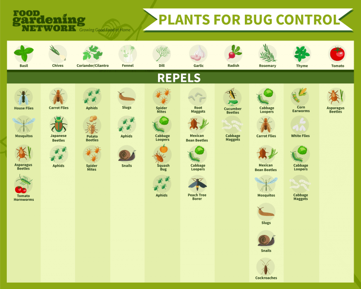 plants for bug control