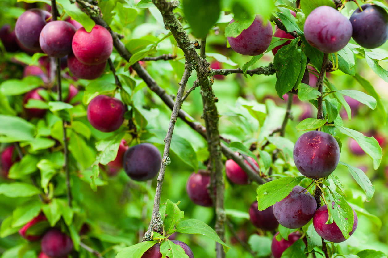 Watering Fruit Trees When to Do it, and When to Avoid it Food