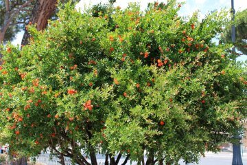 5 Tips for Growing a Pomegranate Tree from Seed