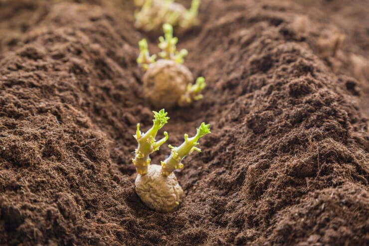 Potato tubers