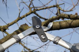 Pruning Cherry Trees