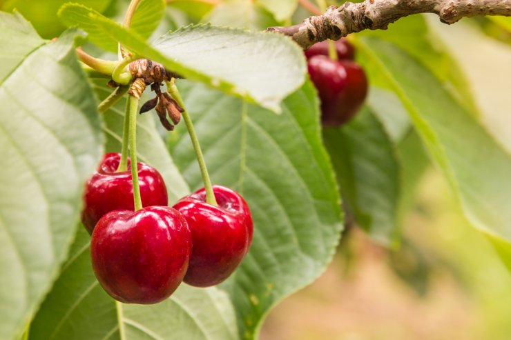 Ripe cherries on tree