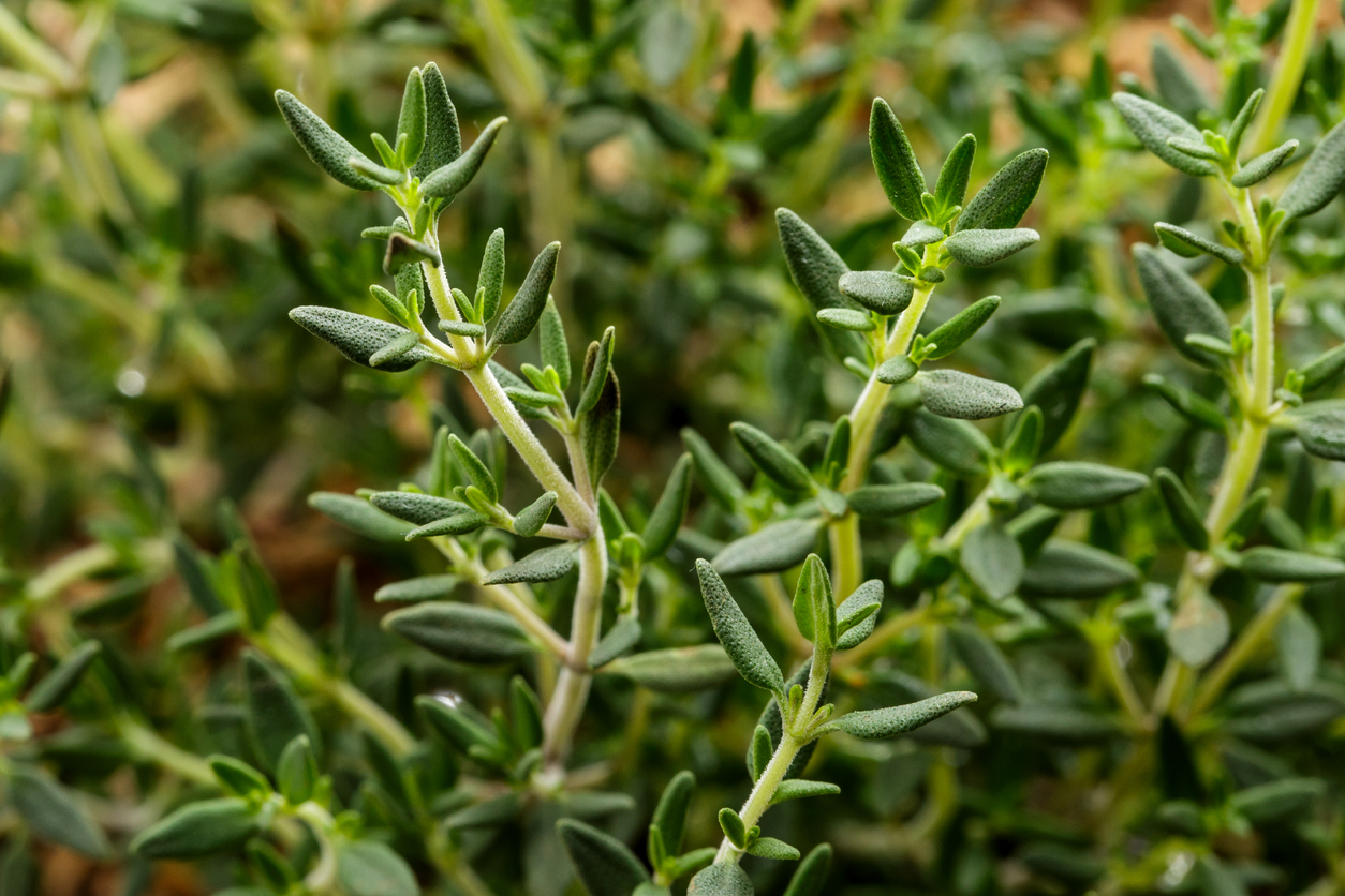 What to Do About Pests that Can Harm Your Thyme Plants Food Gardening