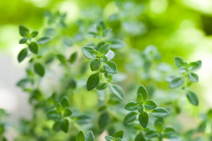 Thyme close up
