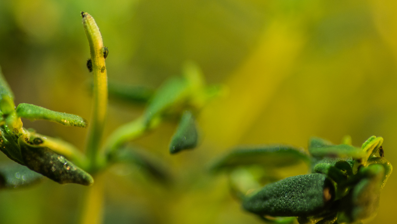What to Do About Pests that Can Harm Your Thyme Plants Food Gardening
