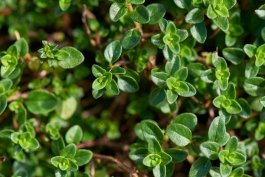 Should You Fertilize Your Thyme Plants?