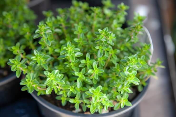 Thyme growing in a pot