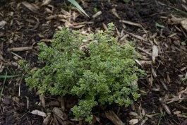 Starting with the Right Soil for Your Thyme Plants